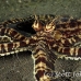 octopus_mimic_kbrab_h_0087_sul2337.jpg